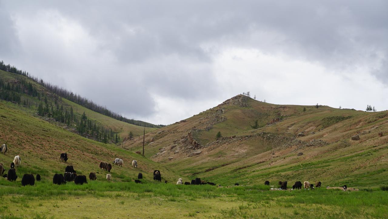 My Mongolia Eco Ger Camp Hotel Nalayh Eksteriør billede