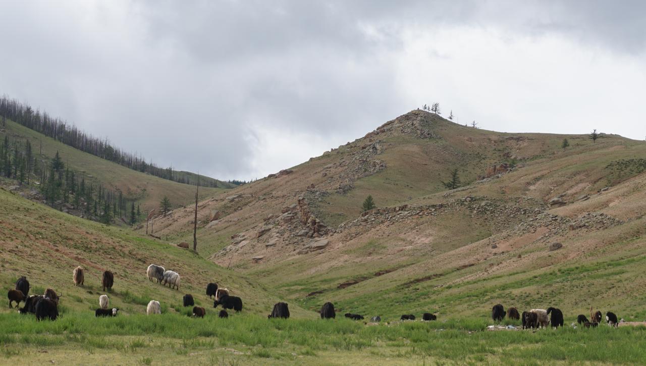 My Mongolia Eco Ger Camp Hotel Nalayh Eksteriør billede