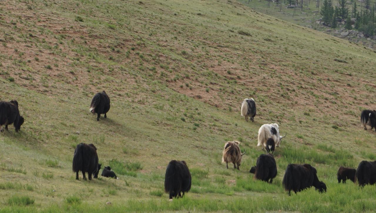 My Mongolia Eco Ger Camp Hotel Nalayh Eksteriør billede